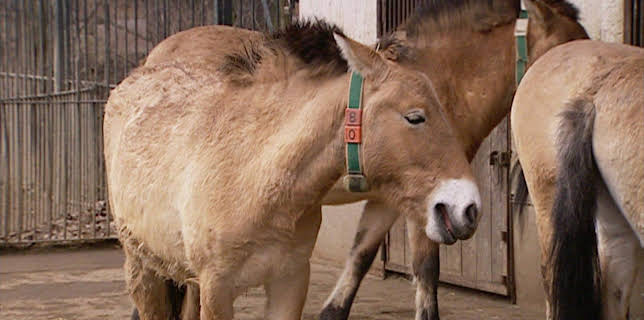 14:25: Elefant, Tiger & Co. (256) | MDR Fernsehen | 2/19 2026