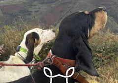 Jabalineros: Con la cuadrilla Javi Nava en Vigil