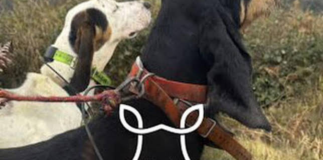 02:05: Jabalineros: Con la cuadrilla Javi Nava en Vigil | Caza y Pesca | 2/13 2026