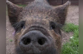 The Yorkshire Vet: Episode 4