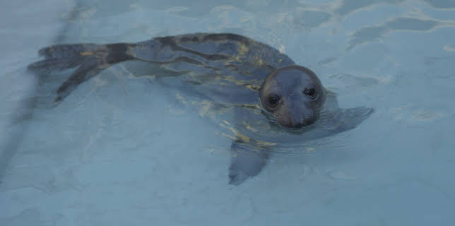 07:40: The Aquarium (S1 E7) (S1) | Animal Planet | 11/19 2025