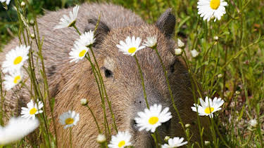 9:30 AM: Animal Park | BBC One Scotland | 4/6 2026