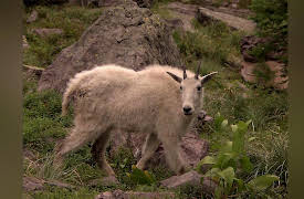 National Parks Revealed: National Parks: Lodges and Inns