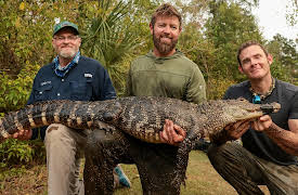 Animals on Drugs, Season 1: Meth Gators