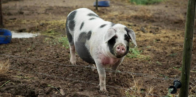 16:15: Land - Liebe - Luft | SWR Fernsehen RP | 3/15 2026