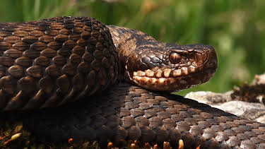 02:45: natur exclusiv | BR Fernsehen | 5/3 2026