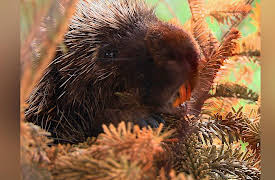 City Wildlife Rescue: Prickly Porcupine