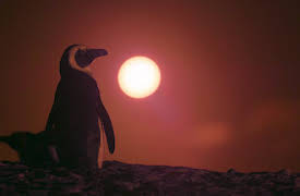 Penguin Town: Värmeböljan