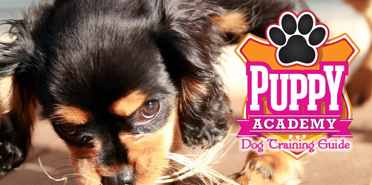 Puppy Academy: Dog Training Guide
