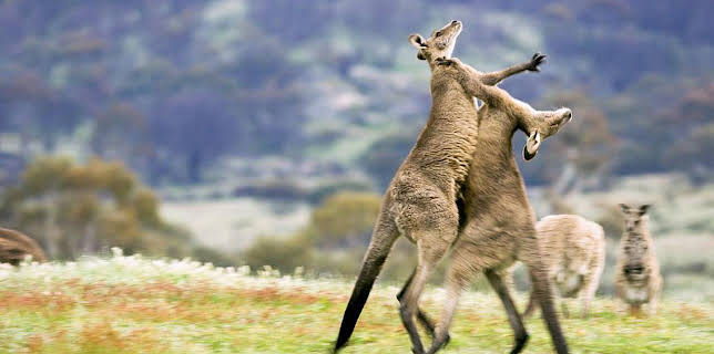 08:00: Documental El Juego Del Amor | LA 2 | 12/31 2025