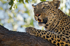 Big Cats 24/7: Big Toe and Madumo