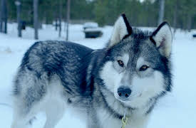 Wonders of Northern Europe: Lapland