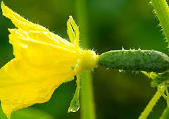 Schnittgut. Alles aus dem Garten