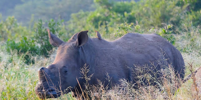 21:45: Nashörner ohne Horn: Artenschutz in Südafrika | 3SAT | 1/19 2026