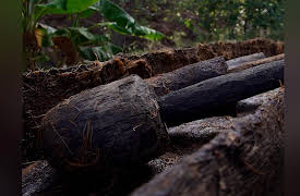 Holy Water: Raicilla de la Sierra - The Queen