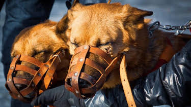 3:00 PM: Animal Cops Houston (S5) | Discovery Channel | 10/7 2026