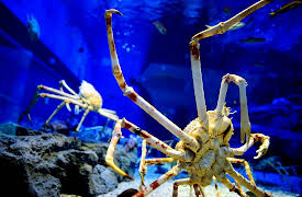 Animal DNA: Aquatic Monsters