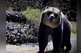 Feeding Frenzy: Season 1: Bear