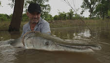 Giganten unter Wasser - Riesenfischen auf der Spur