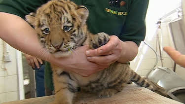 17:05: Panda, Gorilla & Co. (115) | RBB Fernsehen | 4/21 2026