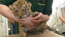 Panda, Gorilla & Co. (115)