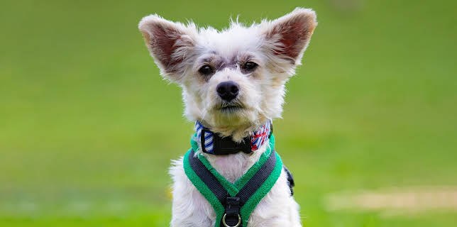 7:55 PM: The Dog House | More 4 | 1/7 2026