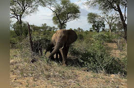Keeping Up with the Kruger: The African Elephant