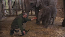 Panda, Gorilla & Co.