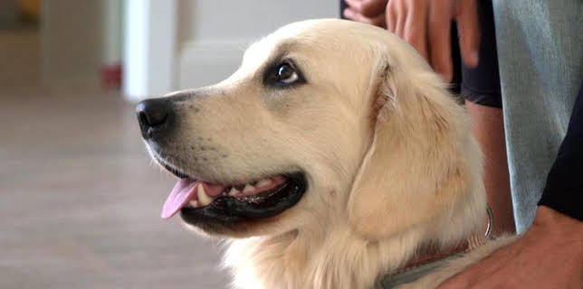 13:00: Die Tierärzte – Retter mit Herz | Das Erste | 12/6 2025