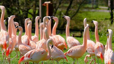 8:30 AM: Animal Park | BBC One Wales | 3/31 2026