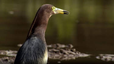 4:15 PM: Wild China | BBC Two | 9/14 2026