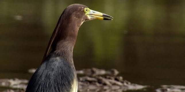 7:00 PM: Wild China | BBC Four | 1/19 2026