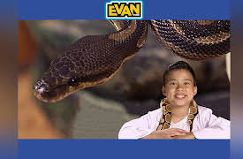 EvanTubeHD: Ball Pythons with AnimalBytesTV!