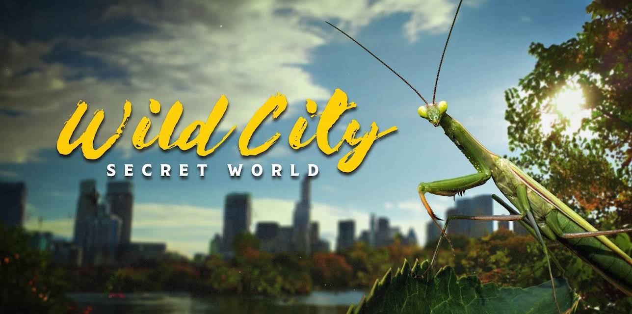 Wild City - Secret World (2019)