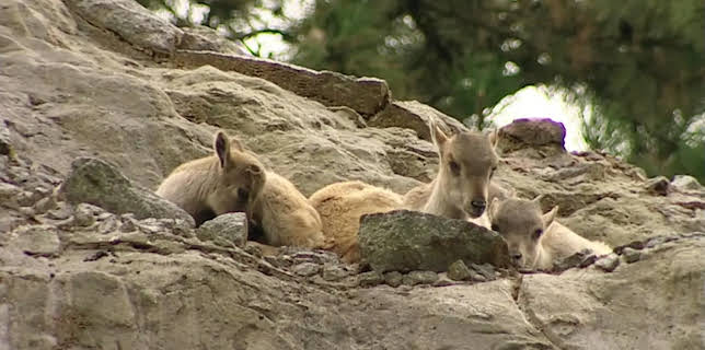 11:40: Leopard, Seebär & Co. | Radio Bremen | 3/5 2026