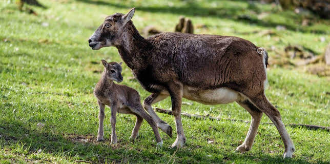 05:50: Giraffe, Erdmännchen & Co. (186) | HR Fernsehen | 3/4 2026