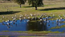 El lince con botas 3.0