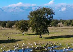 El lince con botas 3.0