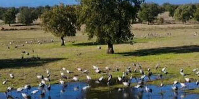 10:55: El lince con botas 3.0 | Canal Extremadura | 12/13 2025