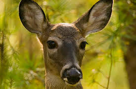 National Geographic Masters of Photography: Good, Bad, and Magic Light (Color & Light)