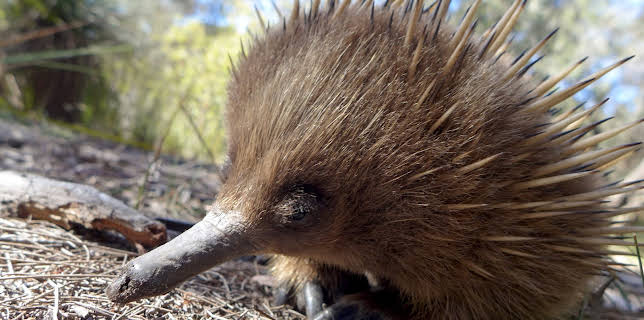 00:45: Wild Australia (S1 E1) (S1) | Animal Planet | 11/8 2025