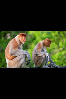 07:00: Perdedores y salvajes: Bestias sexys | Nat Geo Wild | 3/11 2026