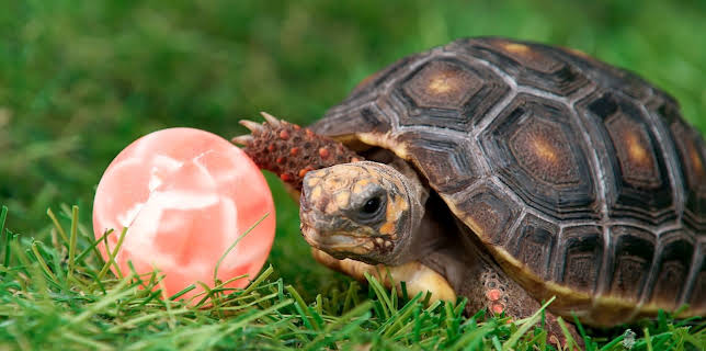 17:20: Rosin og Bolle: Sprettballjakt | NRK Super | 12/22 2025