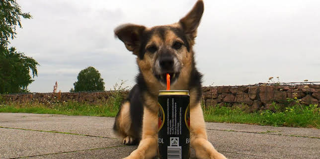 16:05: Tier zuliebe | RBB Fernsehen | 1/31 2026