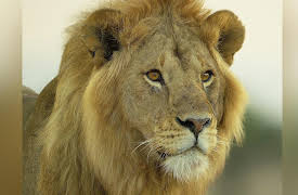 Serengeti II: Leadership