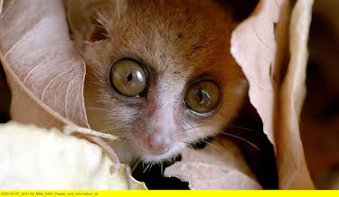 17:00: Unbekanntes Madagaskar (1/2) | 3SAT | 4/7 2026