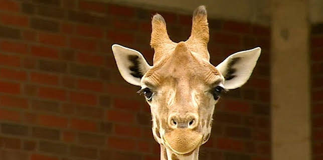 17:05: Panda, Gorilla & Co. (91) | RBB Fernsehen | 3/13 2026