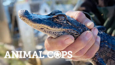 06:40: Animal Cops Miami (S16 E1) (S16) | Animal Planet | 3/29 2026