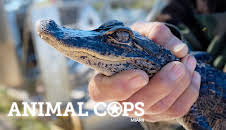 Animal Cops Miami (S16 E2)