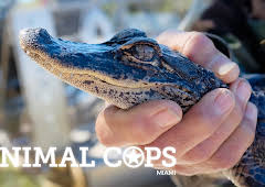 Animal Cops Miami